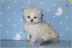 Female Siberian Kitten from Deedlebug Siberians